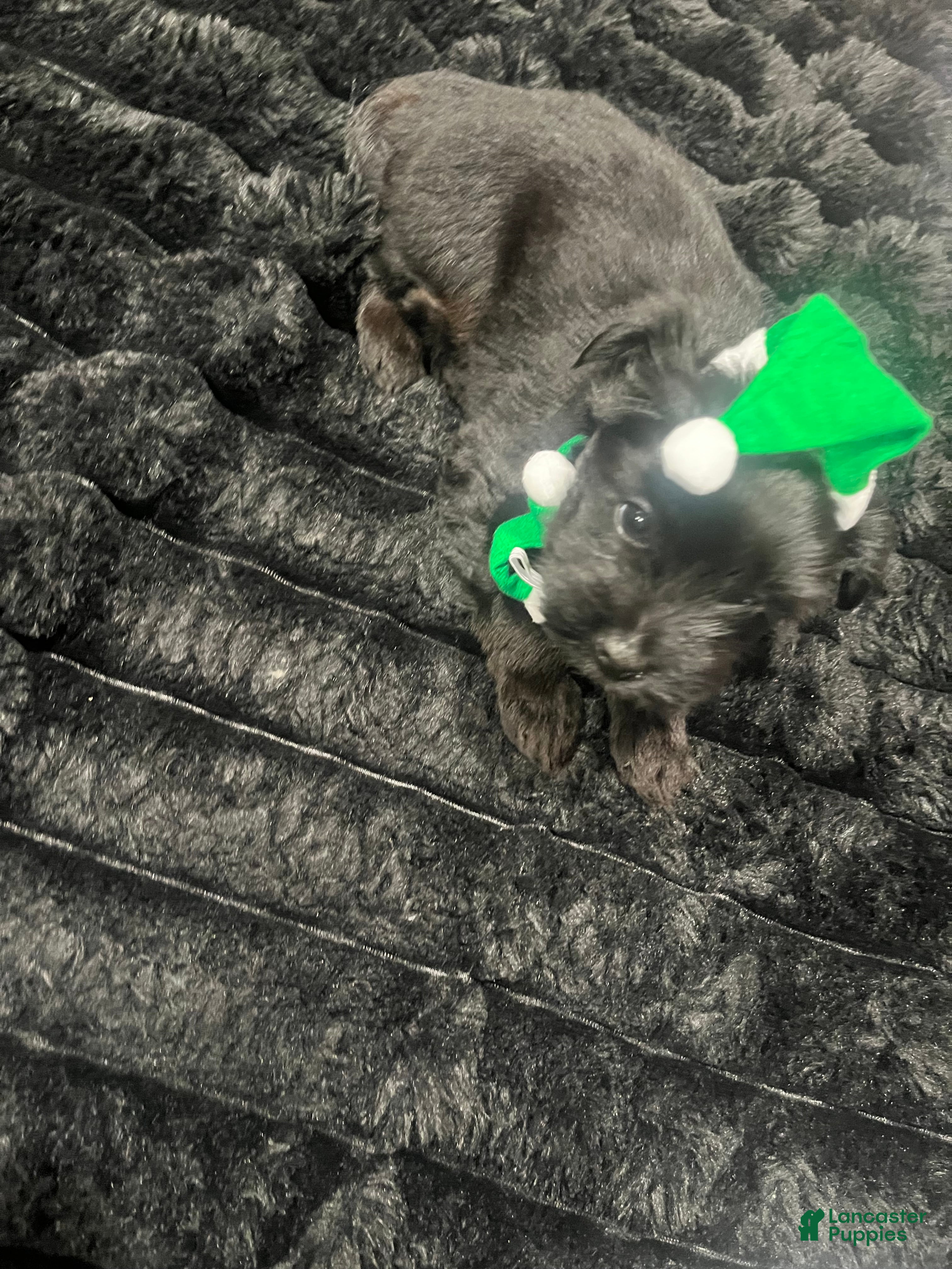 Yorkiepoo dogs Yorkiepoo Puppy 1 - Ad 14