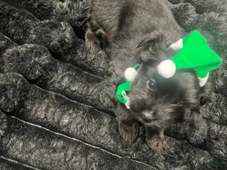 Yorkiepoo dogs Yorkiepoo Puppy 1 - Ad 39