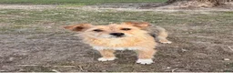 Mixed Breed dogs for sale: Mixed Breed 1 - Ad 1