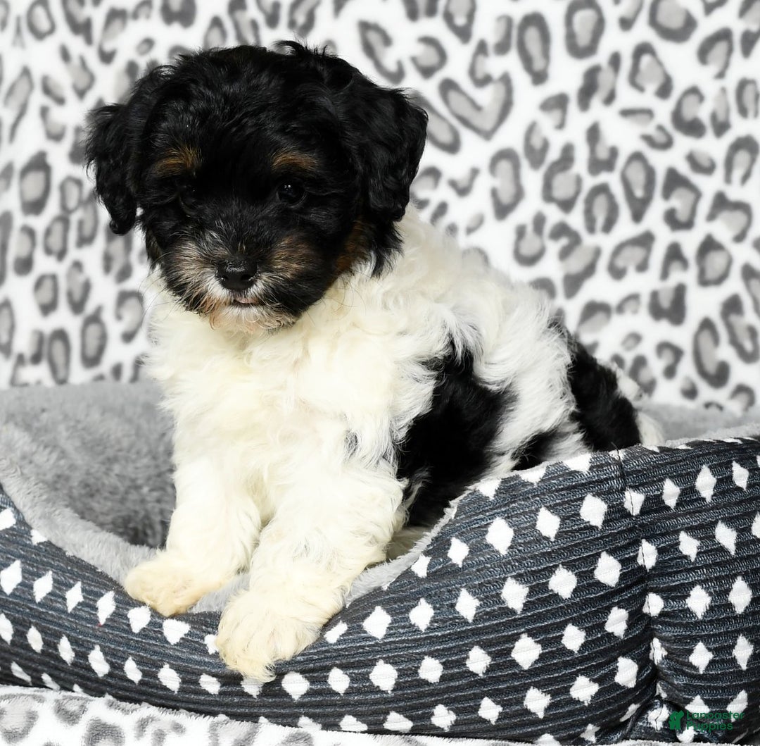 Havapoo dogs for sale: Cooper - Ad 7