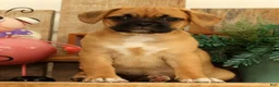 Puggle dogs for sale: Ivy - Ad 2