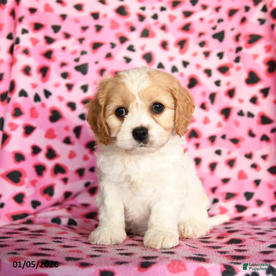 Cavachon dogs Belle - Ad 2