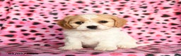 Cavachon dogs for sale: Belle - Ad 2
