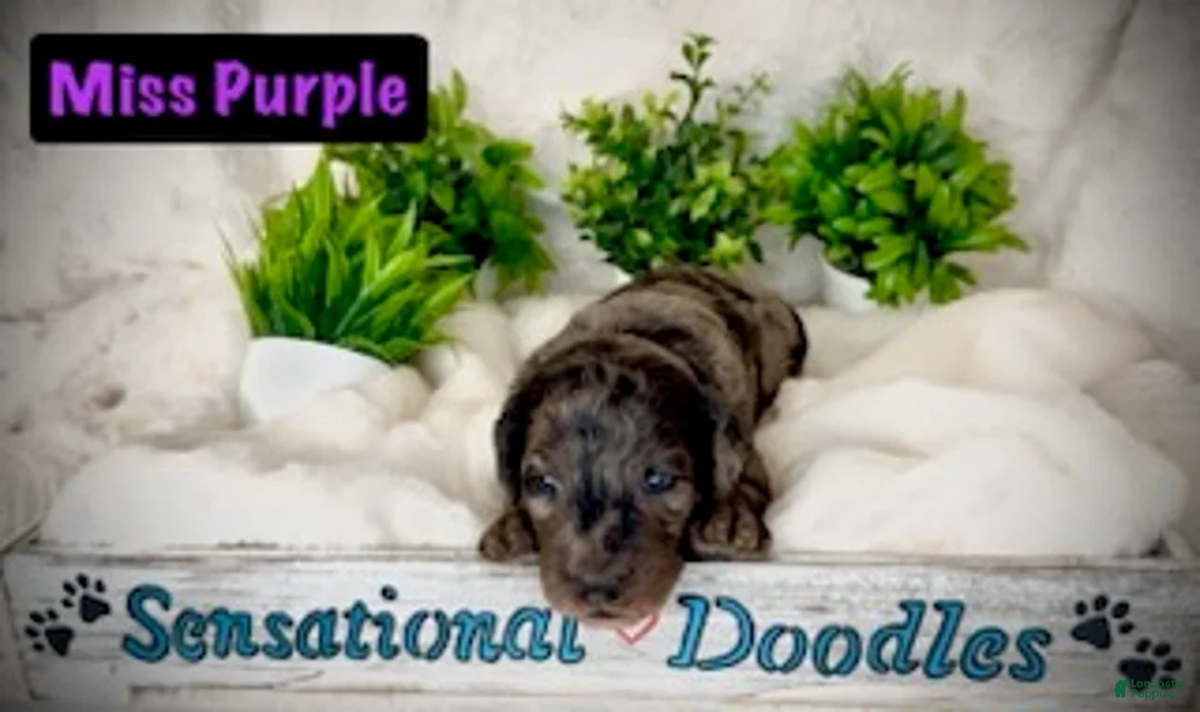 Goldendoodle dogs for sale: Miss Purple - Ad 3