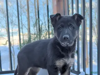 German Shepherd dogs Bonnie - Ad 28