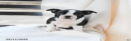Boston Terrier dogs for sale: Bethany - Ad 1
