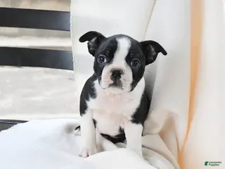 Boston Terrier dogs for sale: Bethany - Ad 1