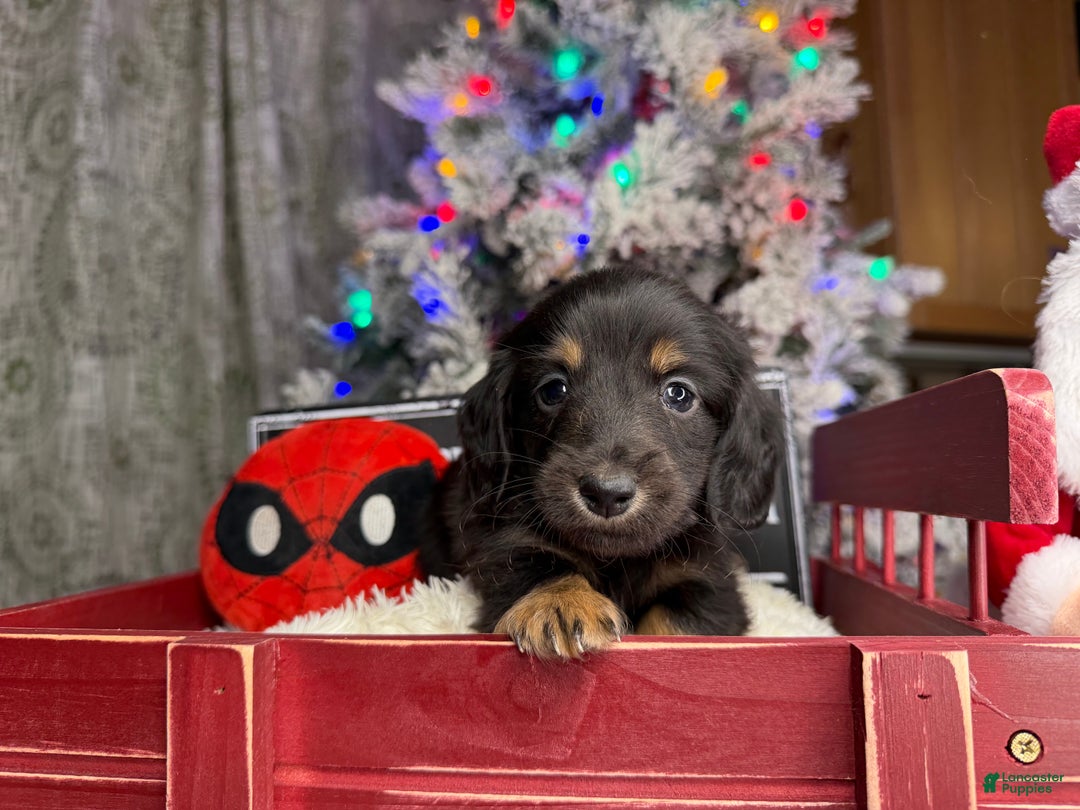 Miniature Dachshund dogs for sale: Champion Pra clear Carrie’s Cream - Ad 5