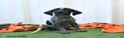 German Shorthaired Pointer dogs for sale: Lando - Ad 3