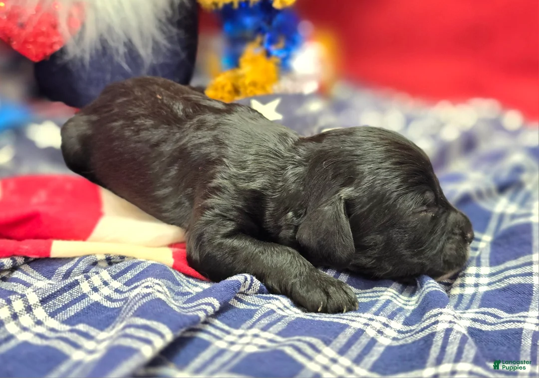 Cavapoo dogs for sale: Paisley - Ad 2