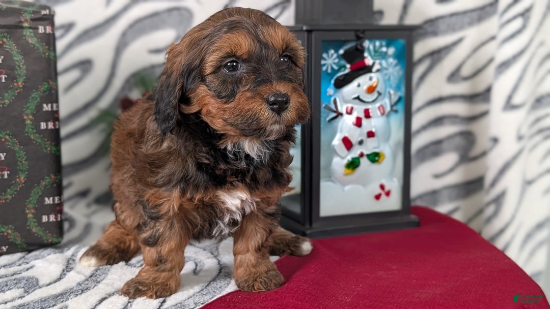 Mixed Breed dogs for sale: Addi - Ad 6