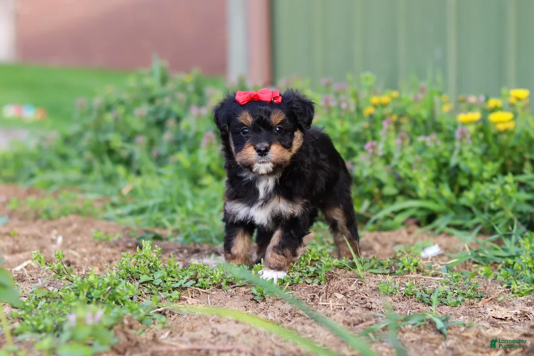 Mini Aussiedoodle dogs for sale: Aubrey - Ad 2