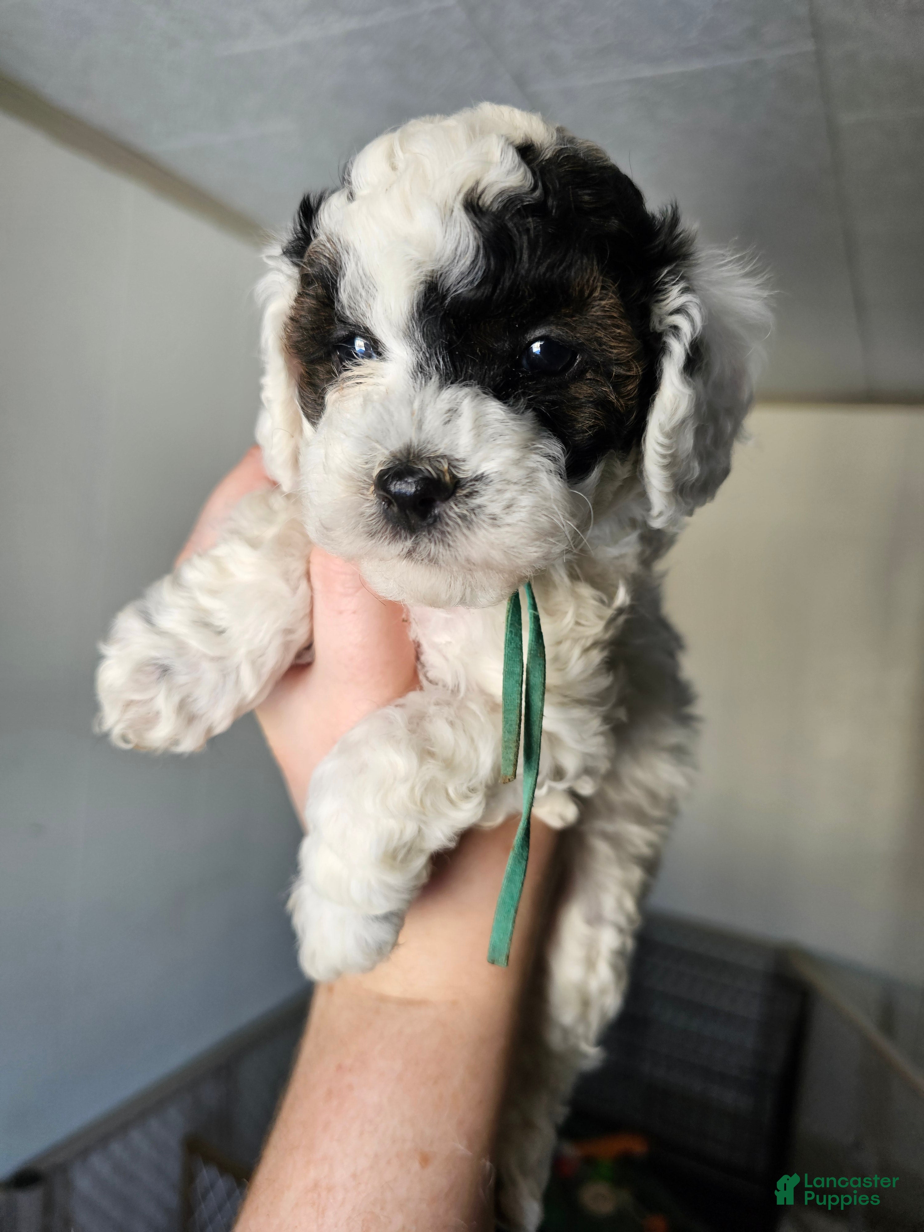 Cavapoo dogs Cavapoo - Teal girl - Ad 2