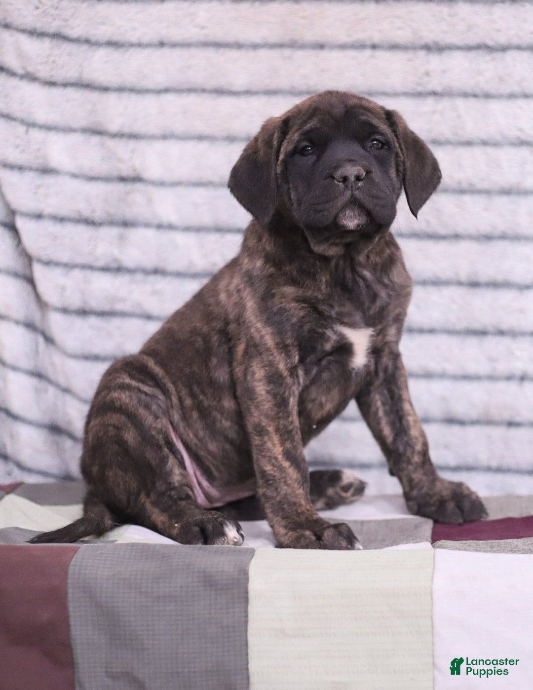 English Mastiff dogs for sale: Ivy - Ad 3