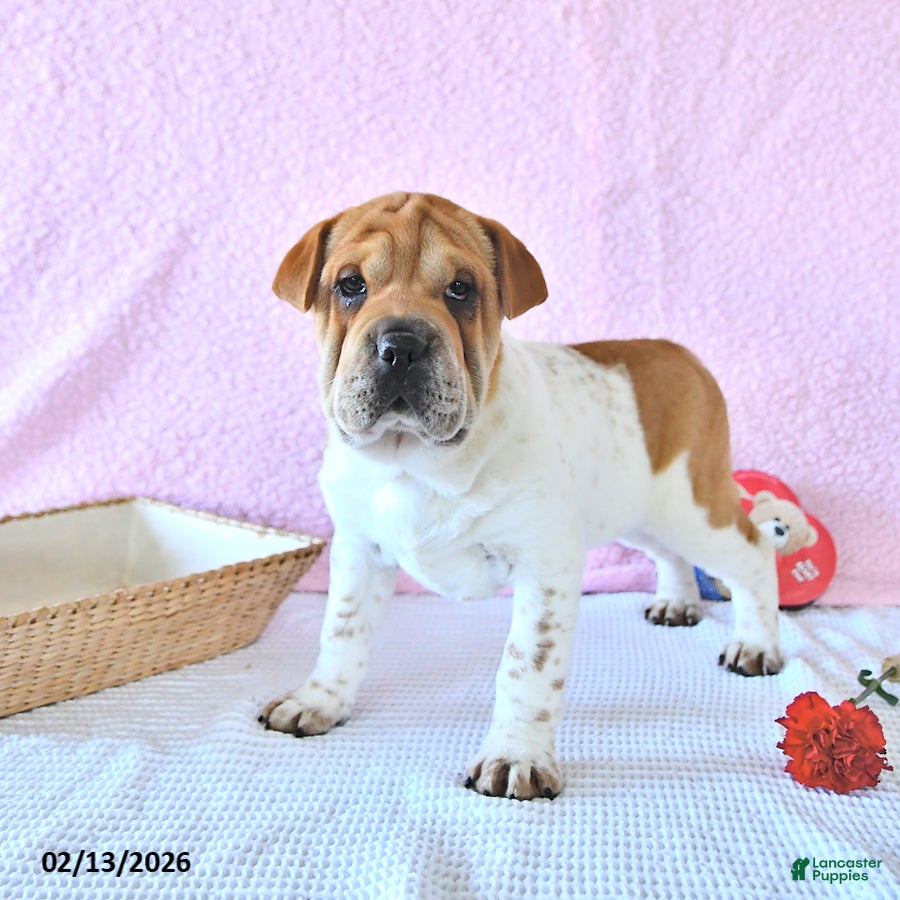 Mini Hippo dogs Dakota - Ad 2