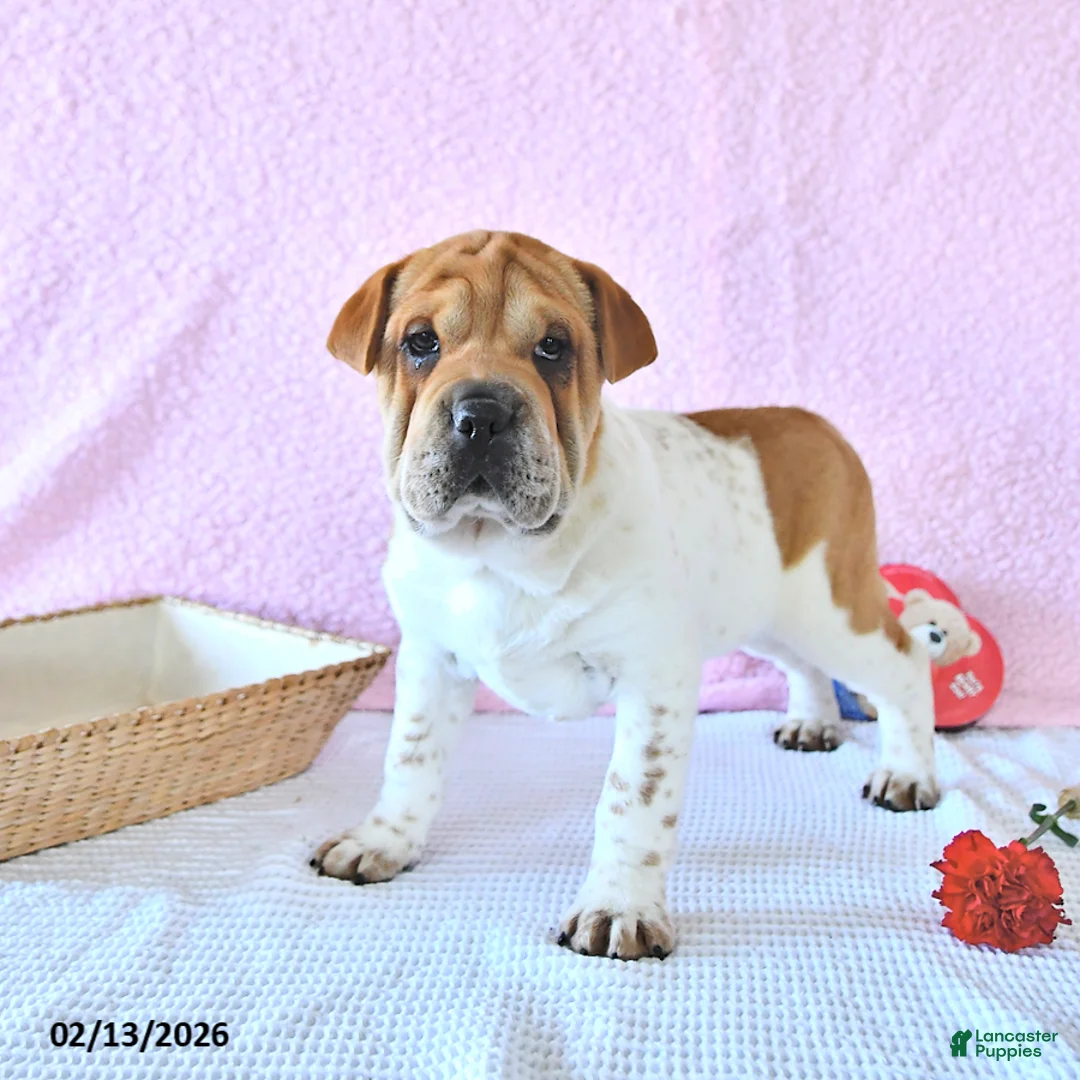 Mini Hippo dogs for sale: Dakota - Ad 2