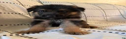 German Shepherd dogs for sale: Oakley (black collar) - Ad 2