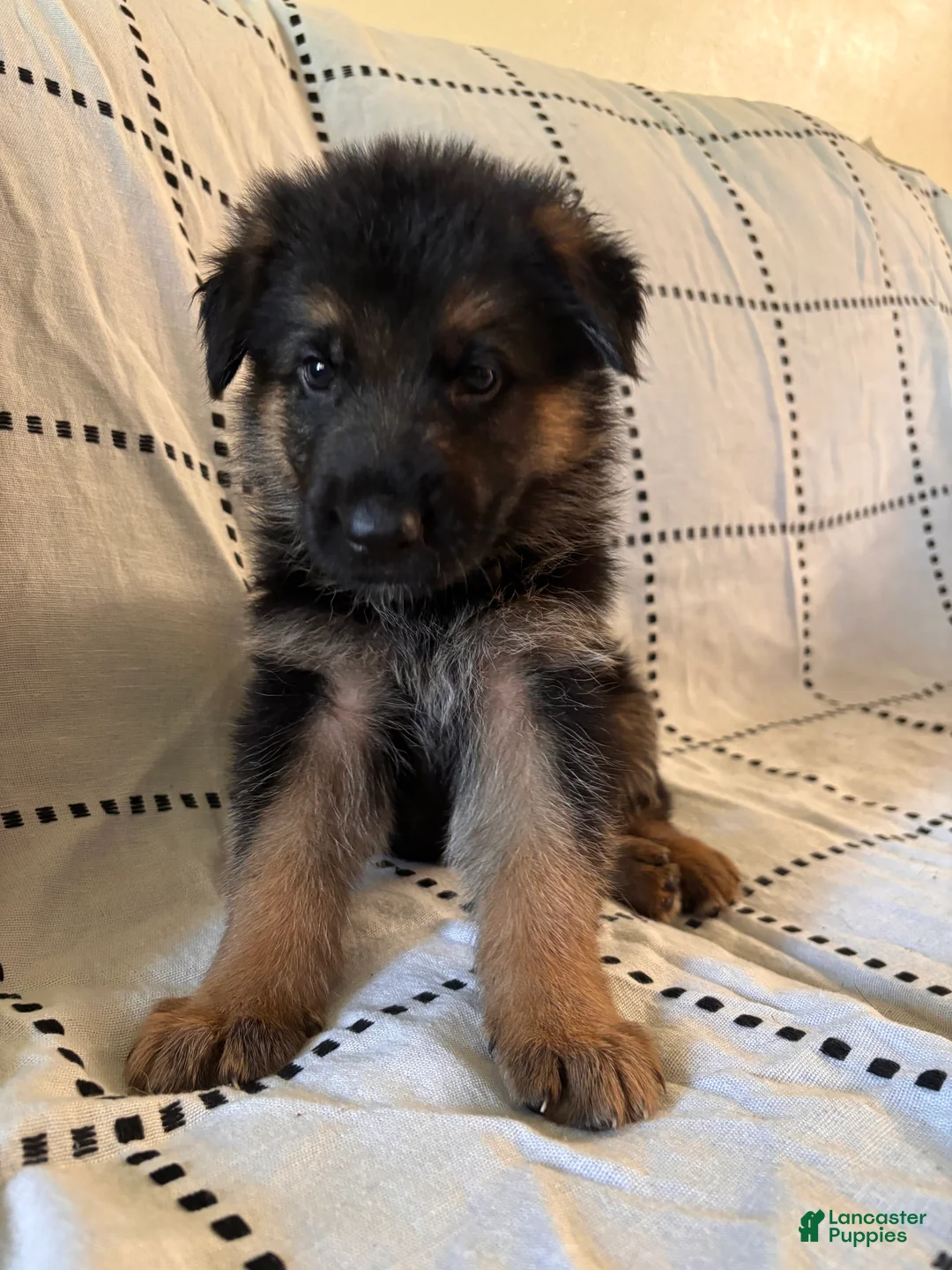 German Shepherd dogs for sale: Oakley (black collar) - Ad 2