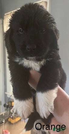 Newfoundland dogs for sale: Newfoundland Puppy 4 - Ad 2