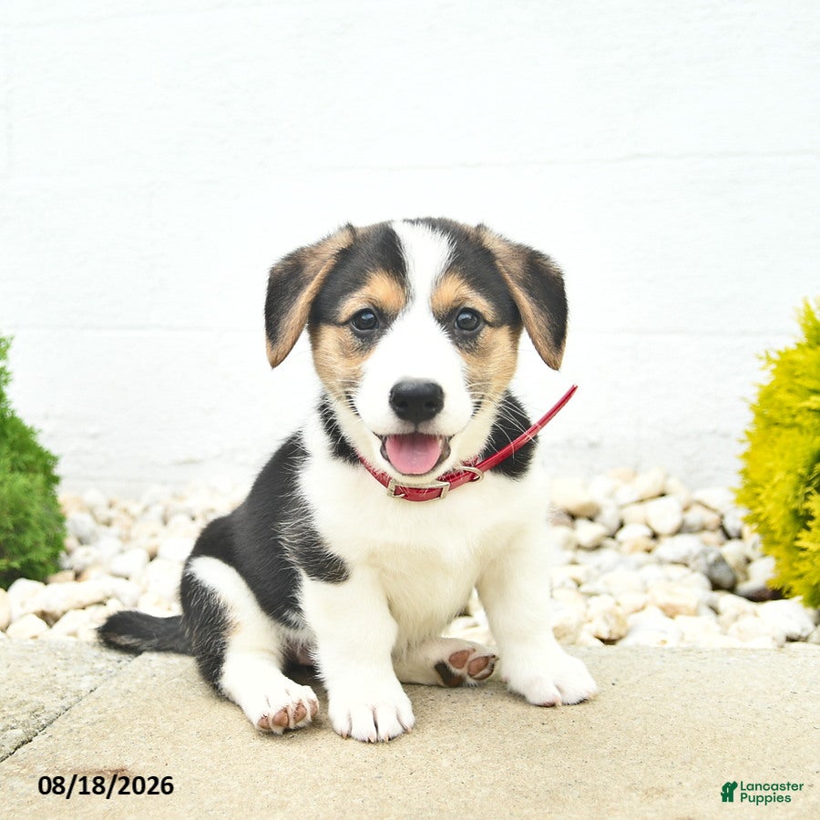 Welsh Corgi Pembroke dogs Bailey - Ad 1