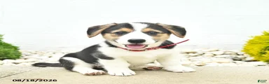 Bailey