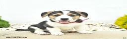 Welsh Corgi Pembroke dogs for sale: Bailey - Ad 1