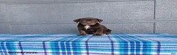 Labrador Retriever dogs for sale: Rosie - Ad 5