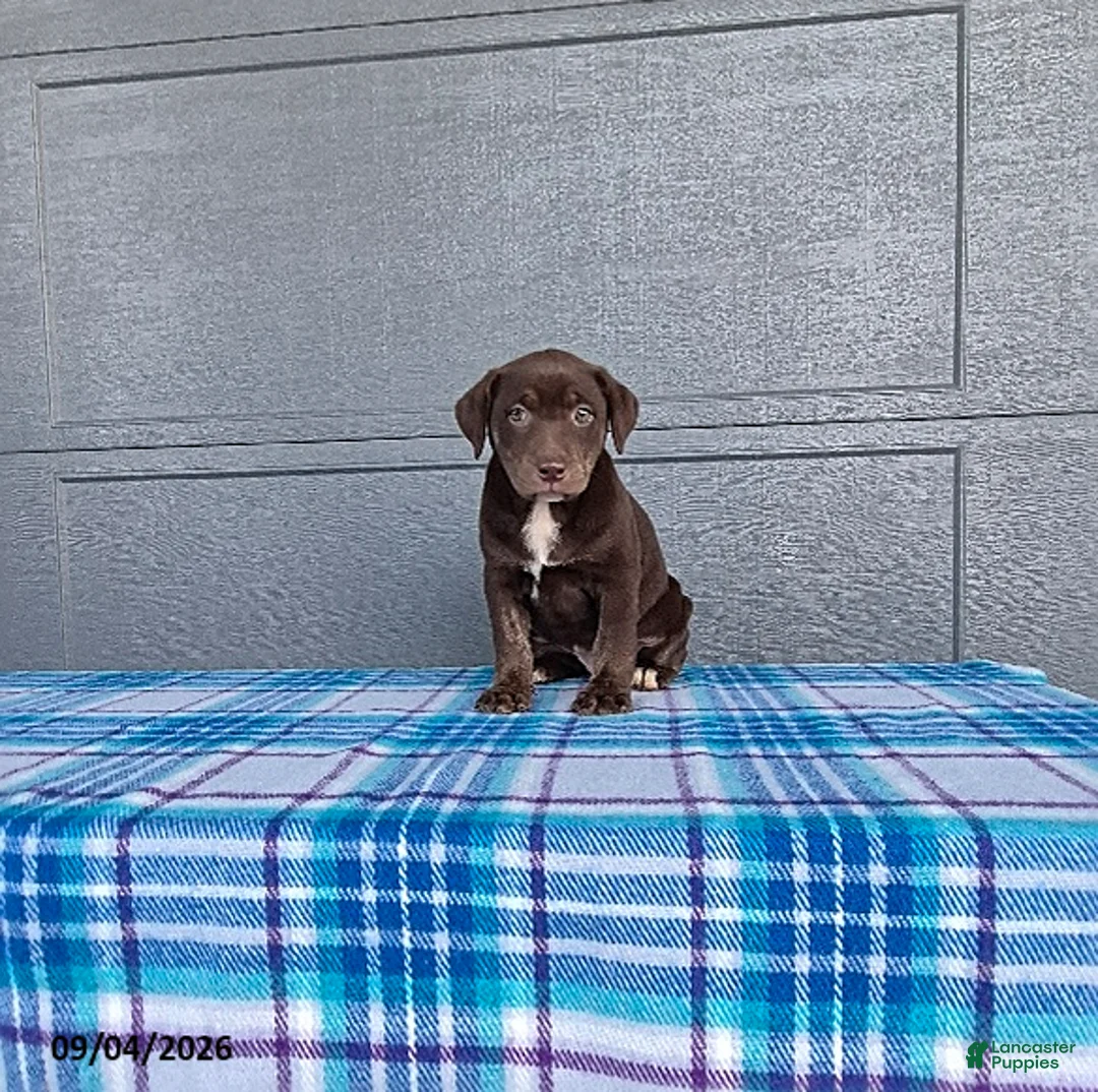 Labrador Retriever dogs for sale: Rosie - Ad 5