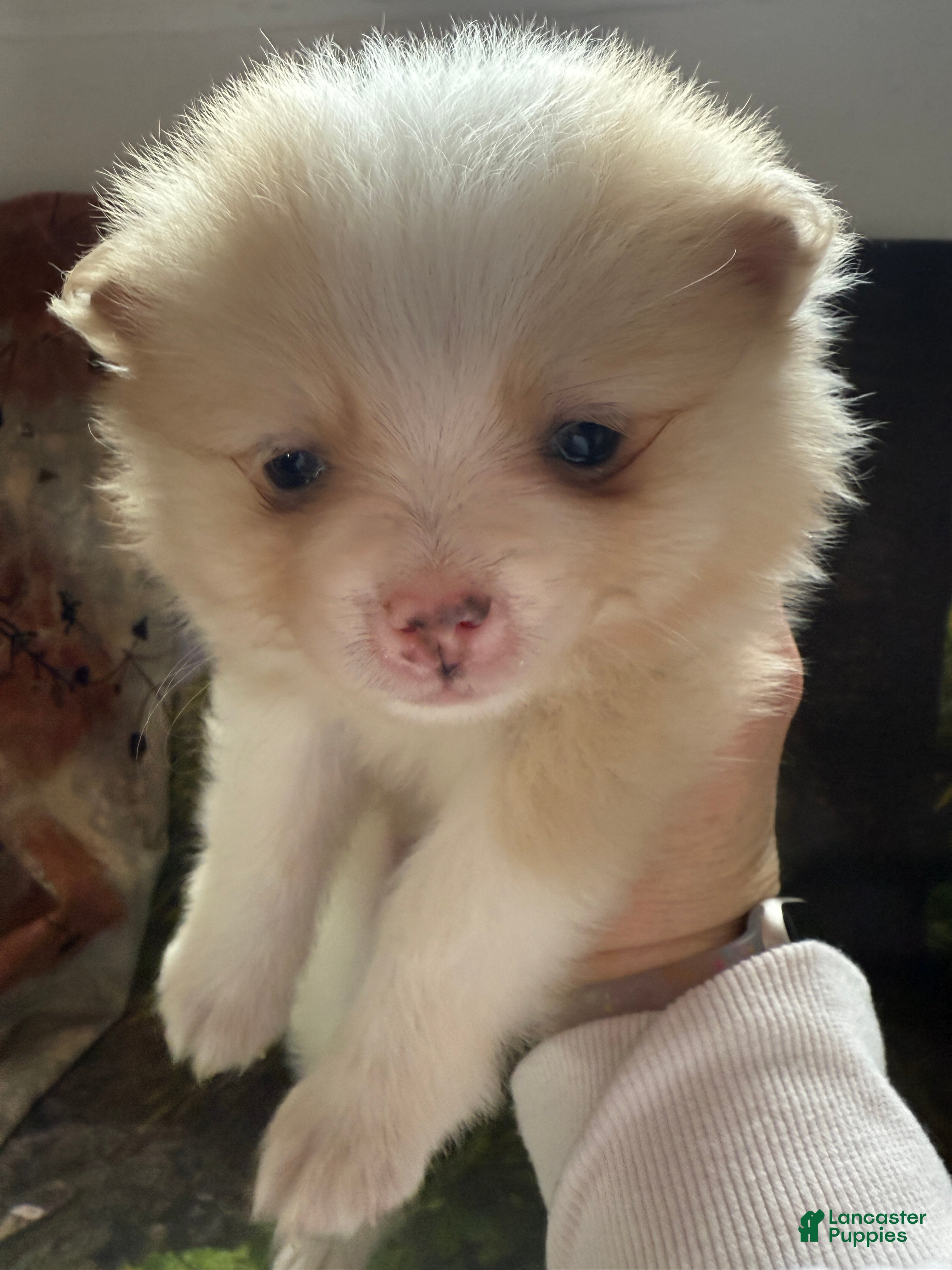Pomeranian dogs Ryan - Ad 3
