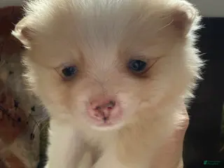 Pomeranian dogs Ryan - Ad 3
