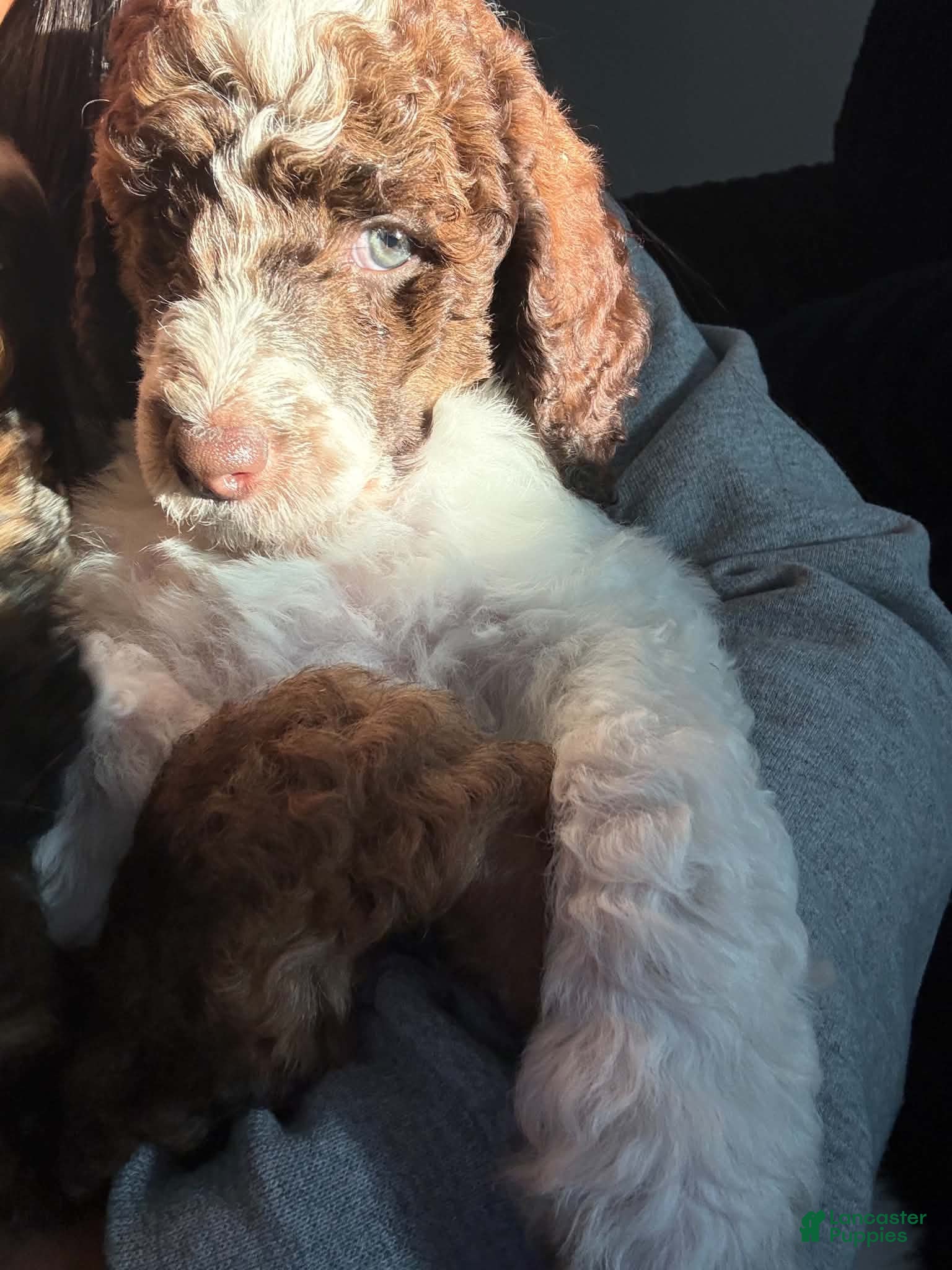 Standard Poodle dogs for sale: Loki - Ad 7