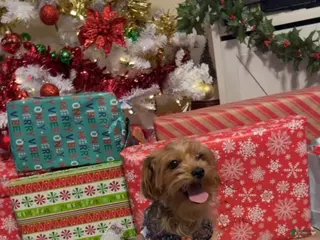 Yorkiepoo dogs Brownie🎀 - Ad 37