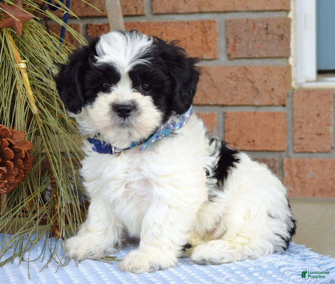 Teddy Bear dogs for sale: Bear - Ad 1