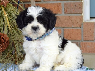 Teddy Bear dogs Bear - Ad 22