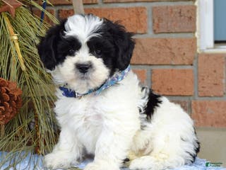 Teddy Bear dogs Bear - Ad 38