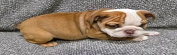 English Bulldog dogs for sale: Marion - Ad 4