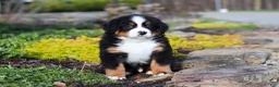 Bernese Mountain Dog dogs for sale: Charlie - Ad 16