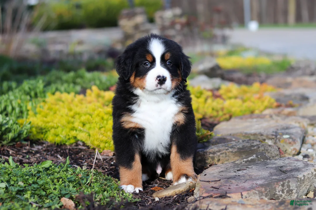 Bernese Mountain Dog dogs for sale: Charlie - Ad 16