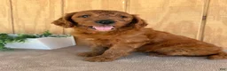 Goldendoodle dogs for sale: Goldie - Ad 27
