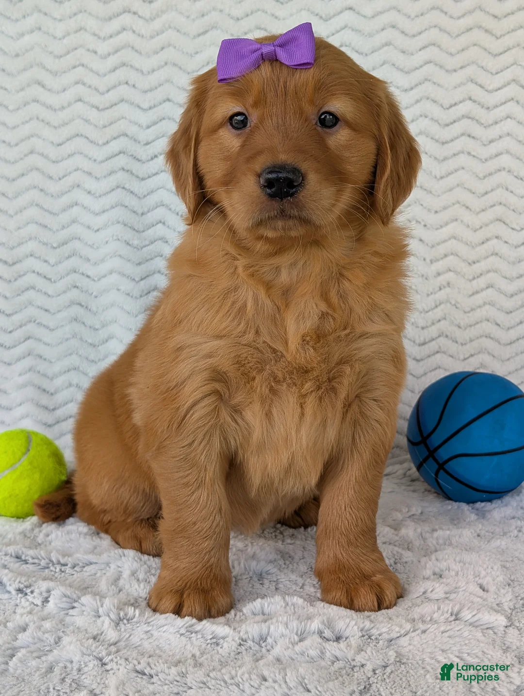 Golden Retriever dogs for sale: Miss Summer  - Ad 1