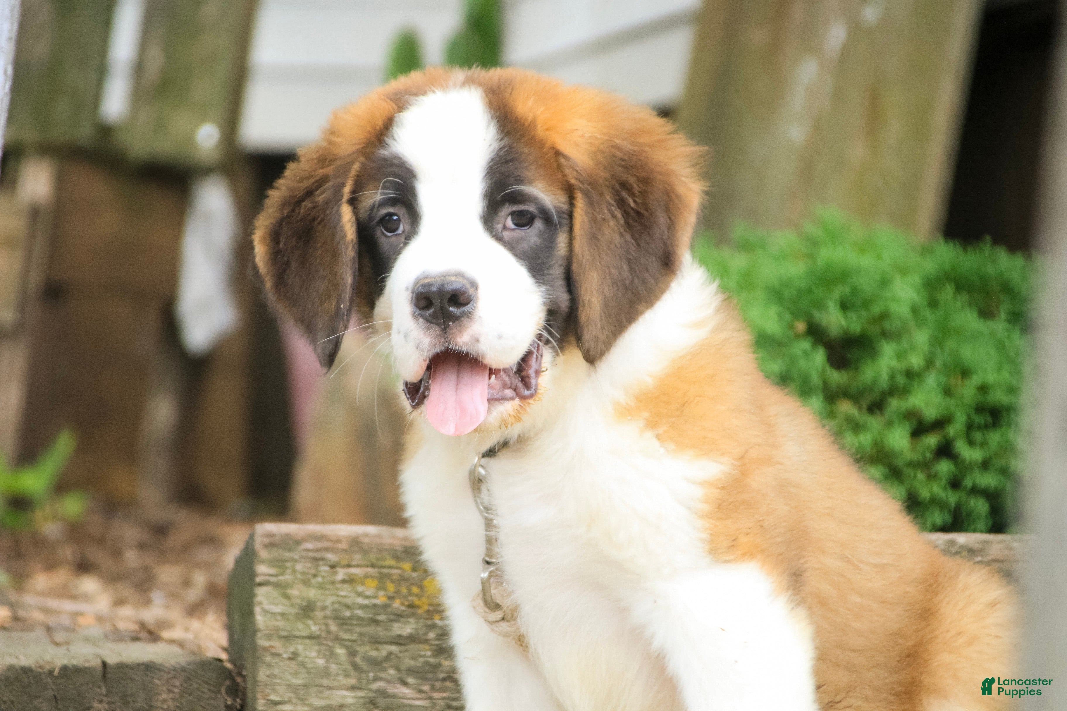 Saint Bernard dogs William Saint Bernard  - Ad 1