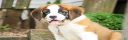 Saint Bernard dogs for sale: William Saint Bernard  - Ad 1
