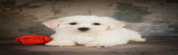 Bichon Frise dogs for sale: Bobby - Ad 5