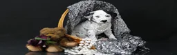 Dalmatian dogs for sale: Dalmatian Puppy 3 - Ad 5