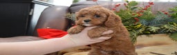 Cavapoo dogs for sale: Kimmy - Ad 4