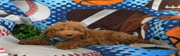 Mini Goldendoodle dogs for sale: Coby Hypoallergenic - Ad 4