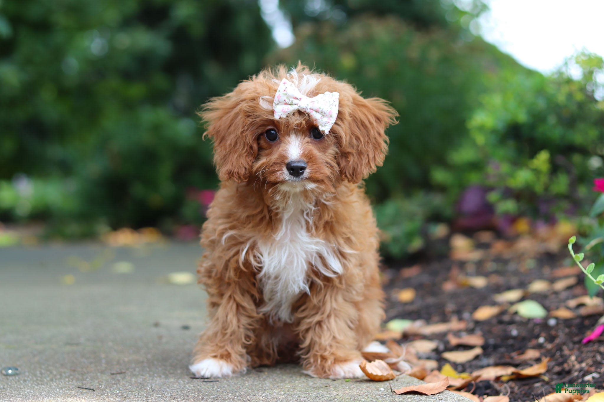 Cavapoo dogs Gracie - Ad 2