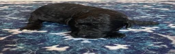 Labradoodle dogs for sale: Fiona - Ad 7