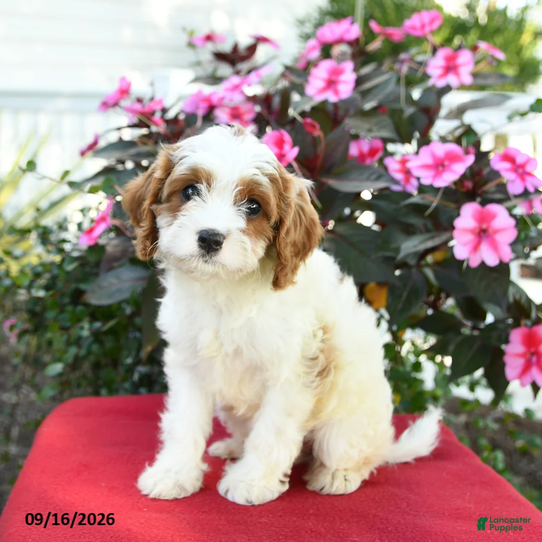 Cavapoo dogs for sale: Beth - Ad 2