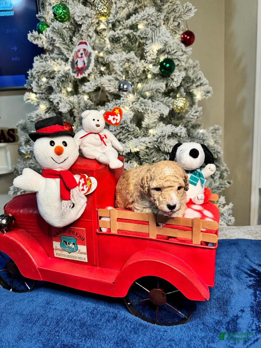 Toy Poodle dogs for sale: Nicholas - Ad 7